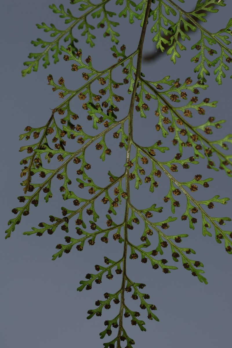 Selliguea dareiformis photo 5