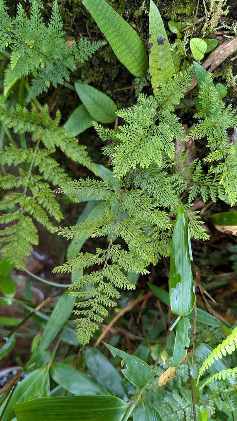 Selliguea dareiformis photo 6