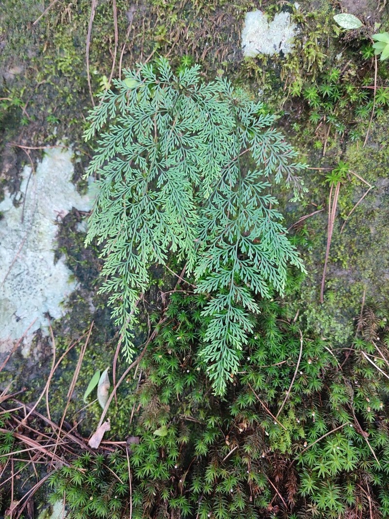 Selliguea dareiformis photo 7