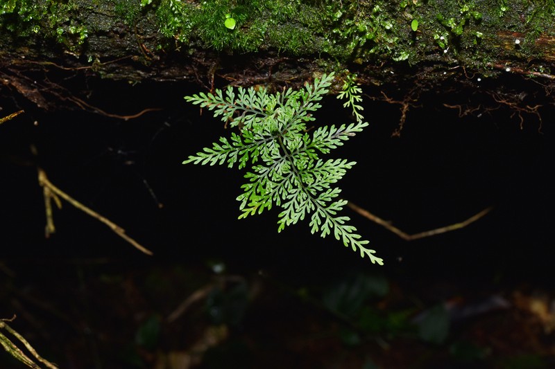 Selliguea dareiformis photo 8