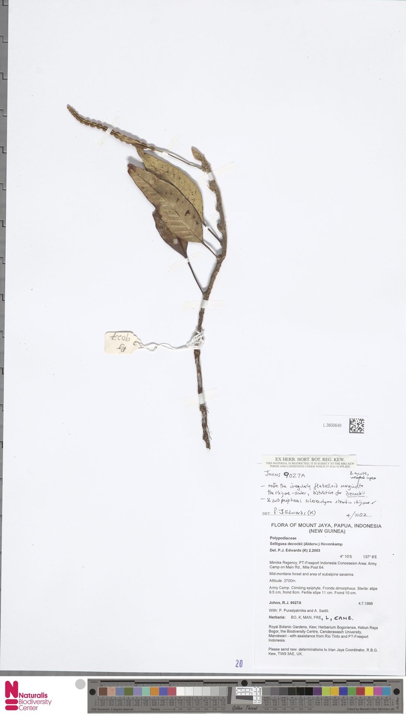 Selliguea dekockii