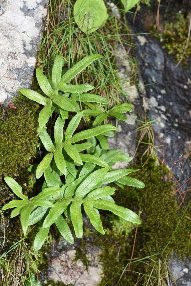 Selliguea ebenipes