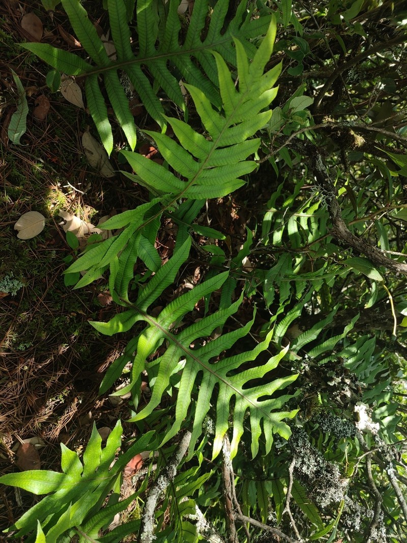 Selliguea ebenipes photo 3