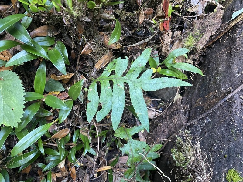 Selliguea ebenipes photo 6