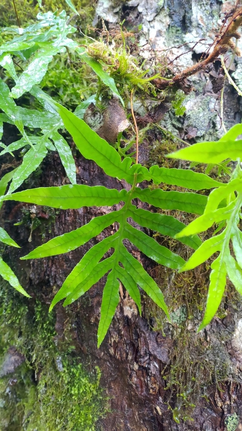 Selliguea echinospora
