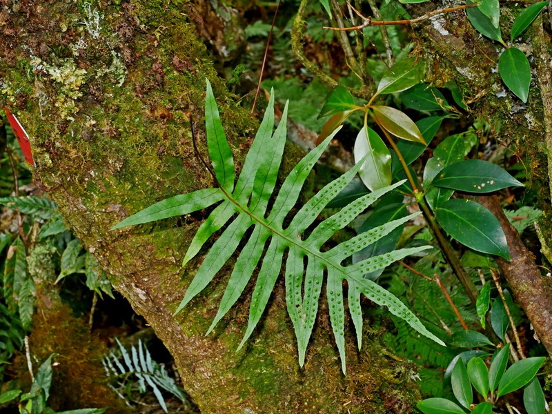 Selliguea echinospora photo 2