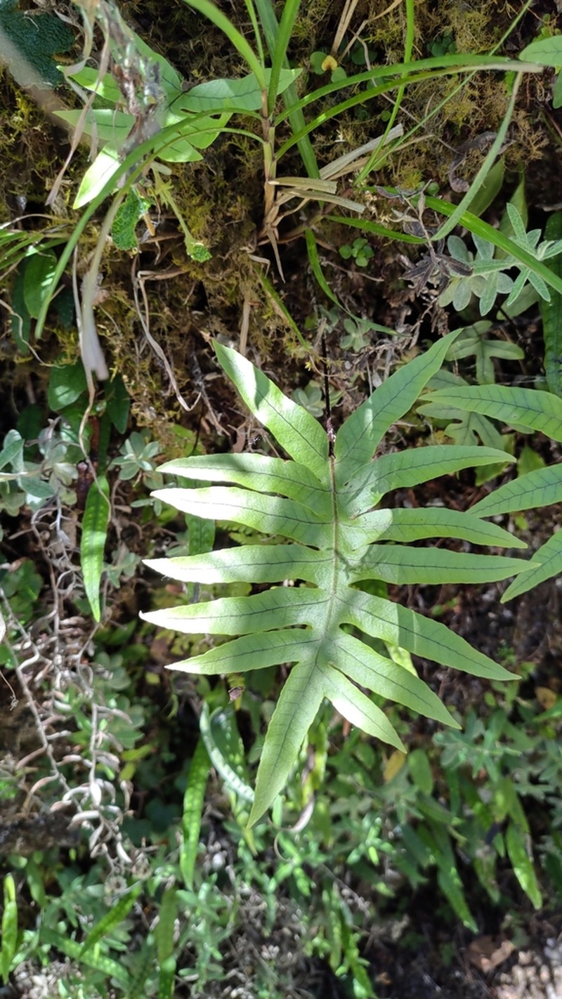 Selliguea echinospora photo 3