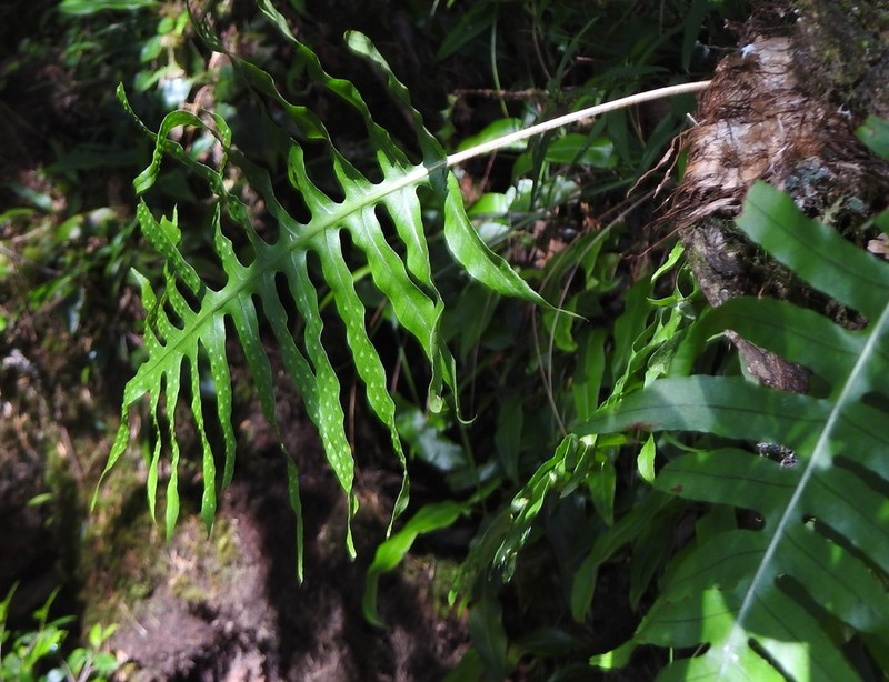 Selliguea echinospora photo 4