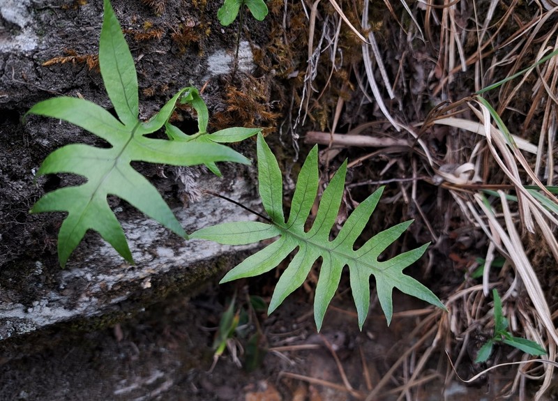 Selliguea echinospora photo 6