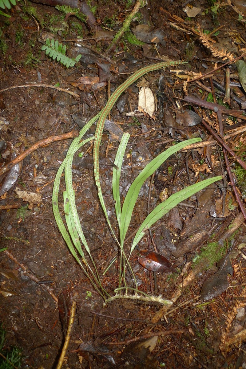 Selliguea enervis photo 3