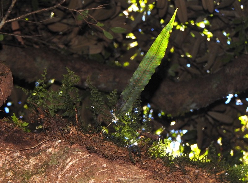Selliguea engleri photo 2