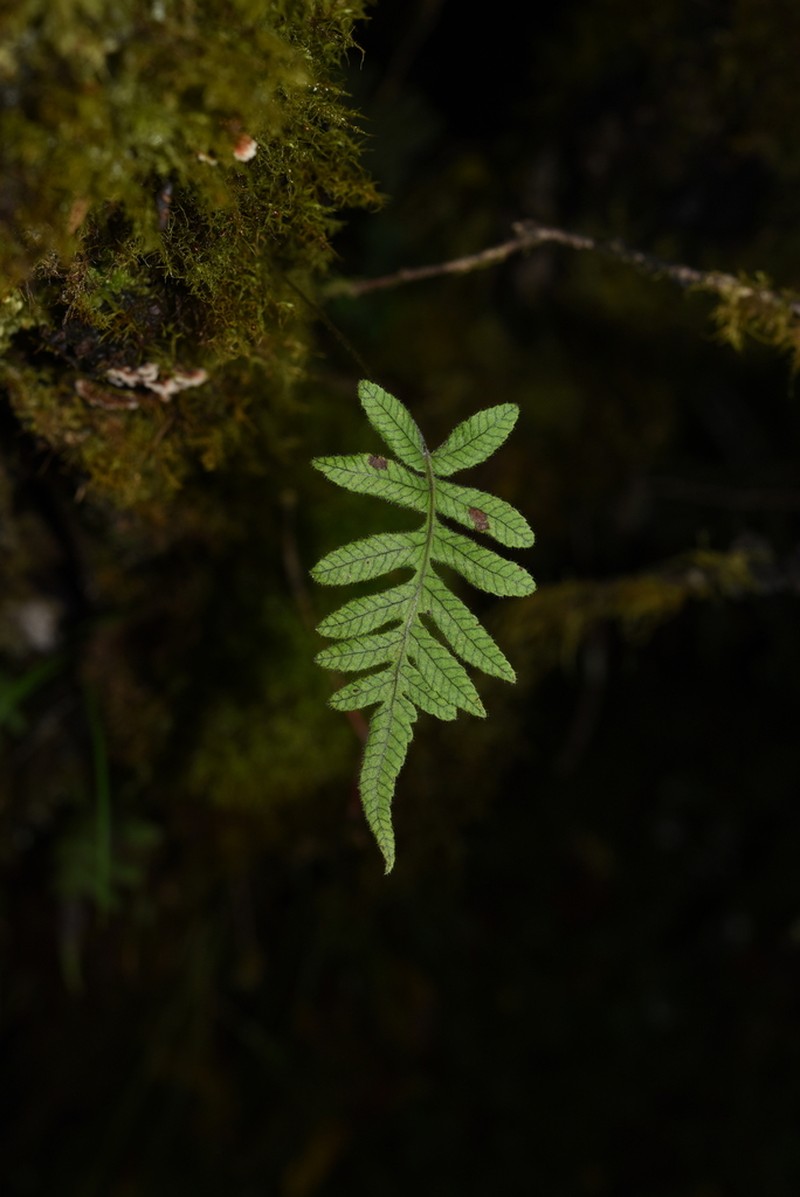 Selliguea erythrocarpa