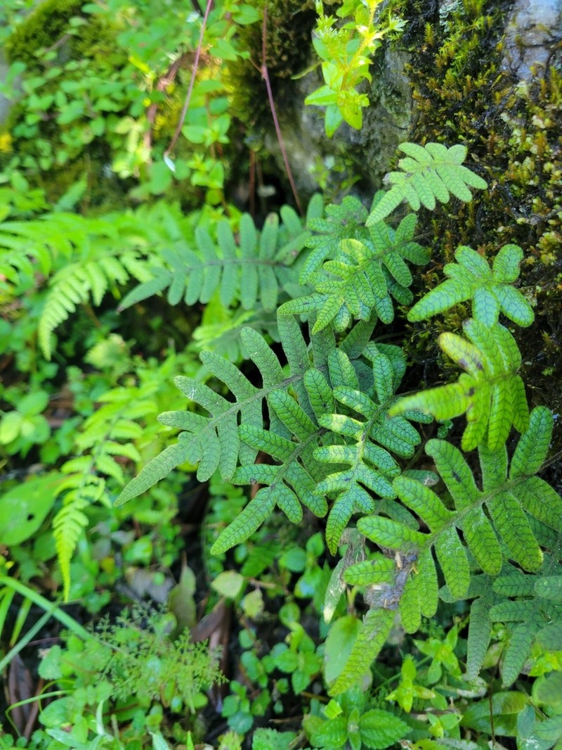 Selliguea erythrocarpa photo 2