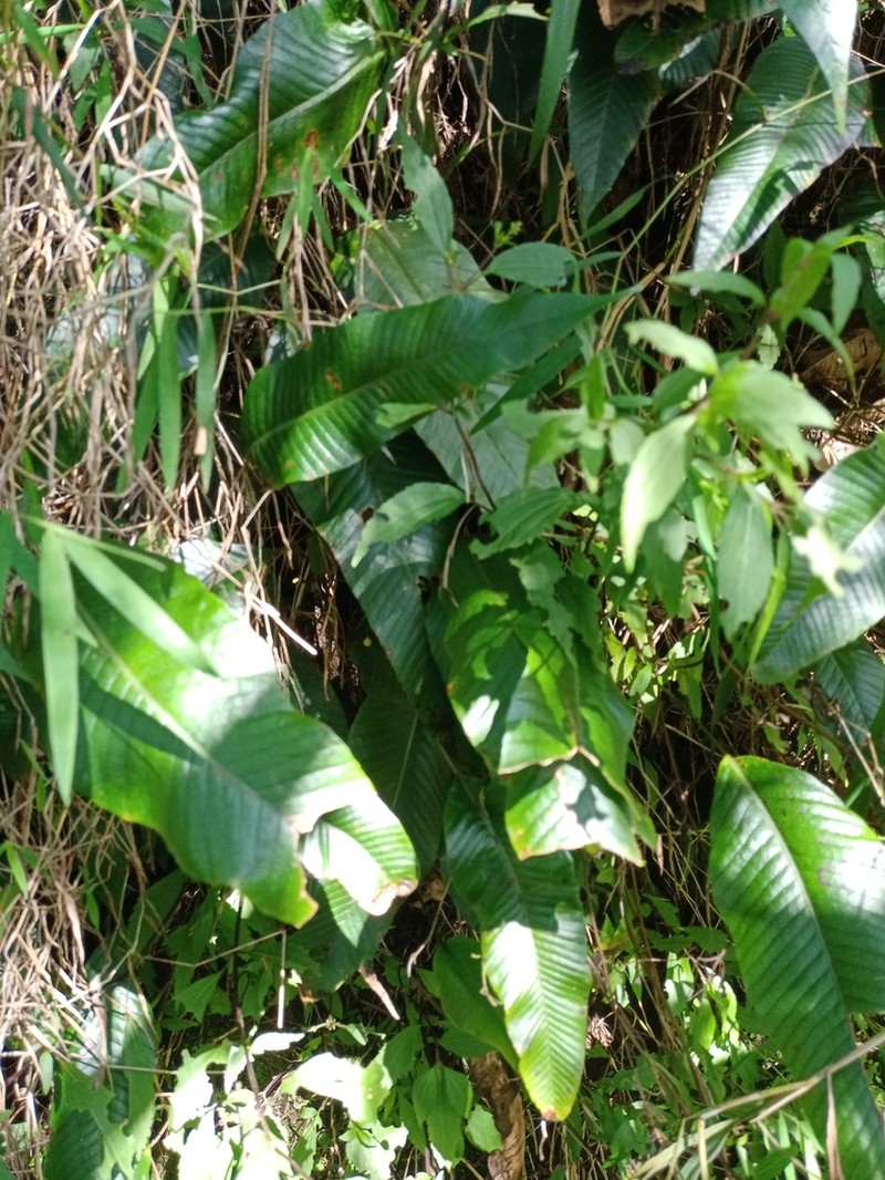 Selliguea feei photo 7