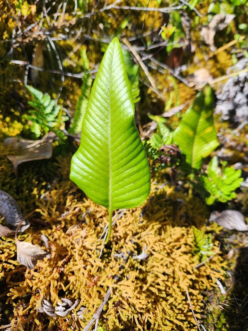 Selliguea feeioides photo 2