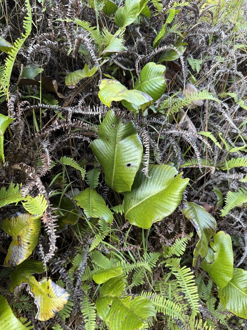 Selliguea feeioides photo 3