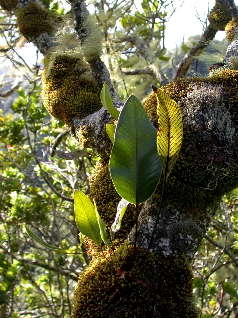 Selliguea feeioides photo 5