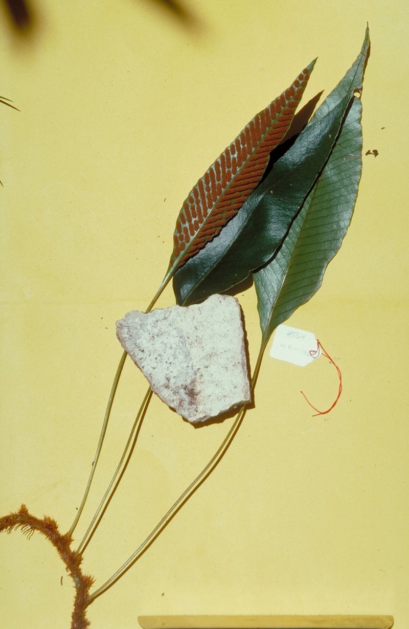 Selliguea feeioides photo 6