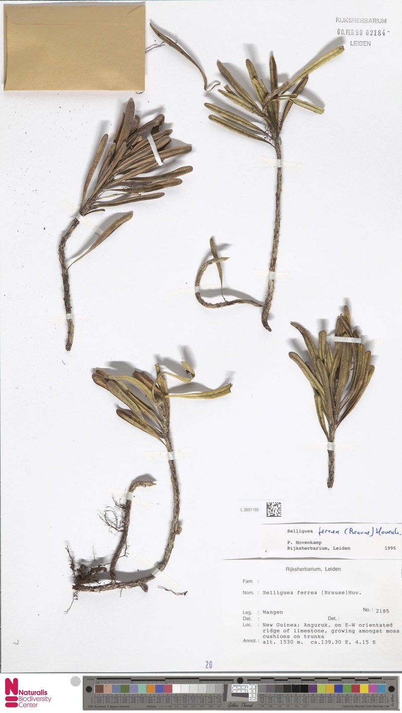 Selliguea ferrea