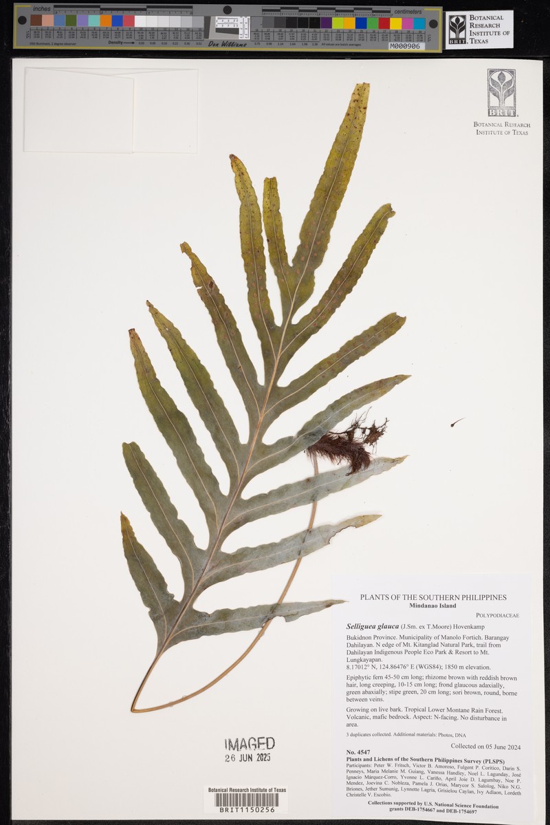 Selliguea glauca