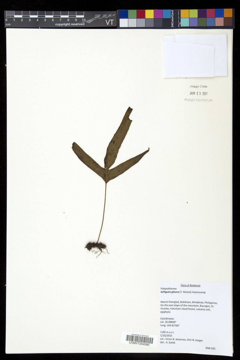 Selliguea glauca photo 2