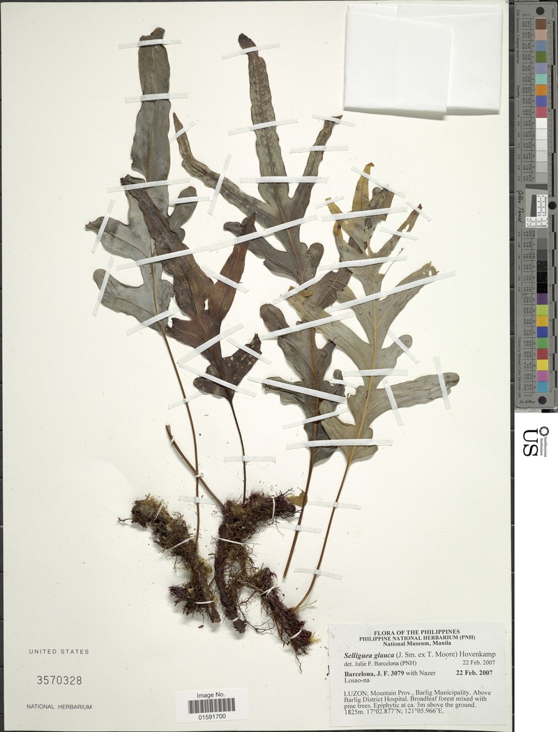 Selliguea glauca photo 3