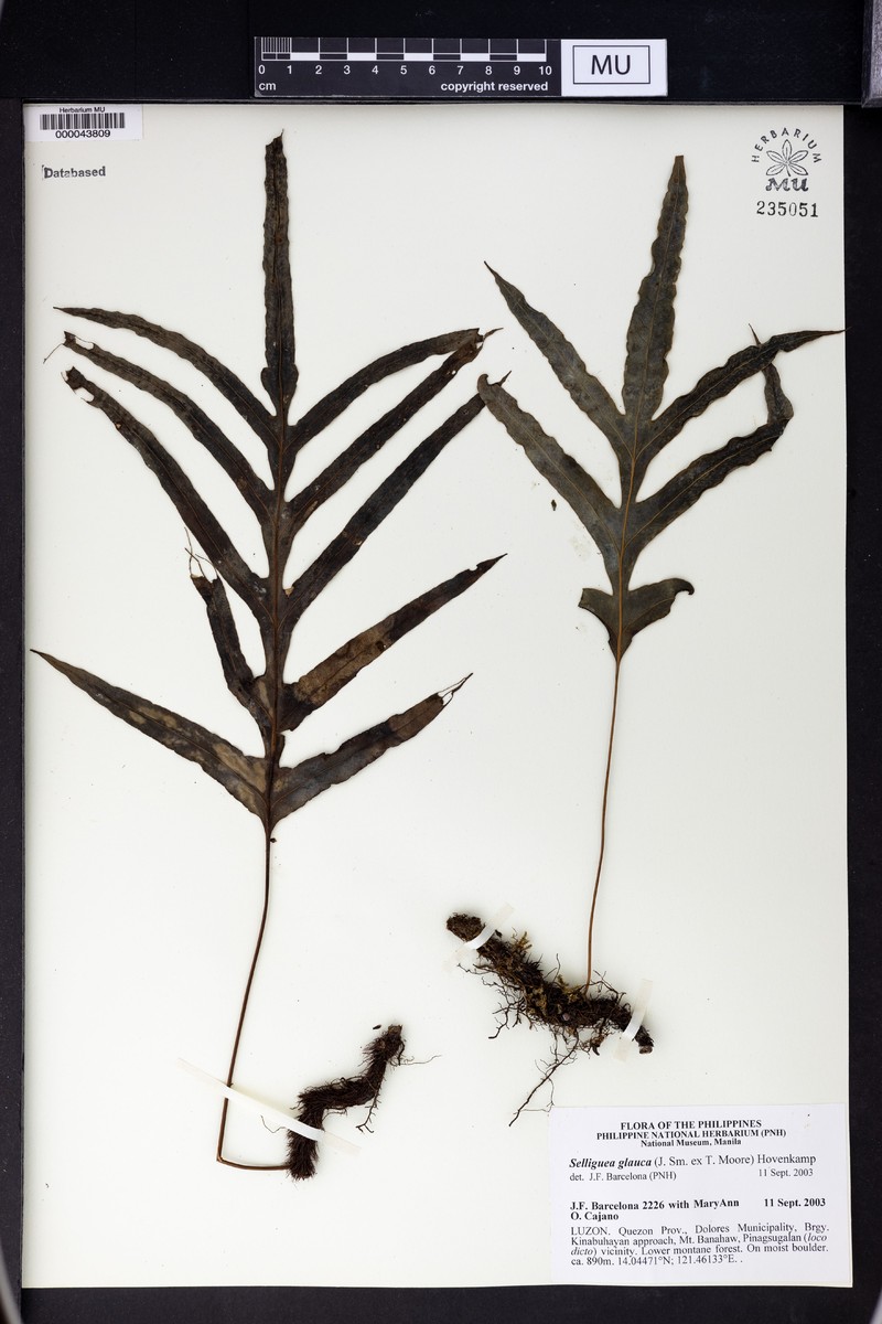Selliguea glauca photo 4