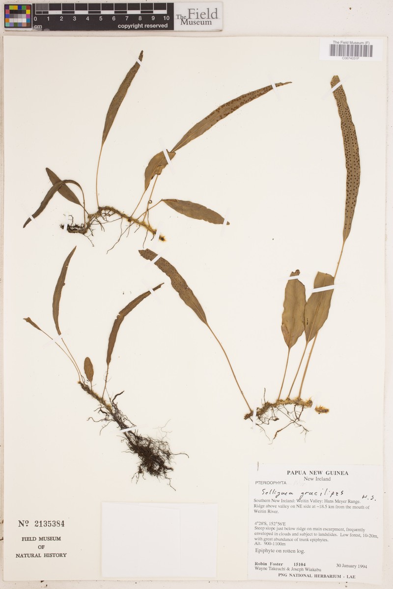Selliguea gracilipes