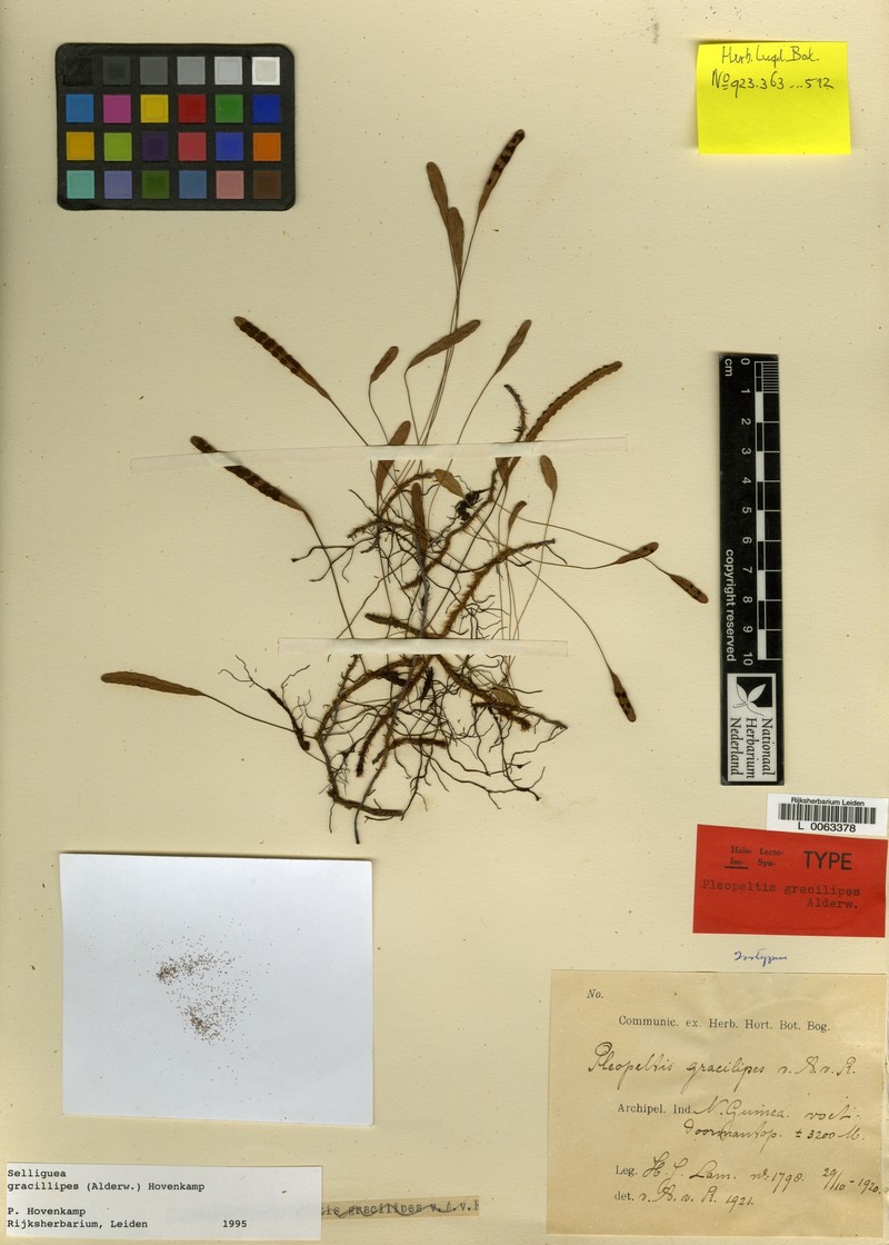 Selliguea gracilipes photo 3