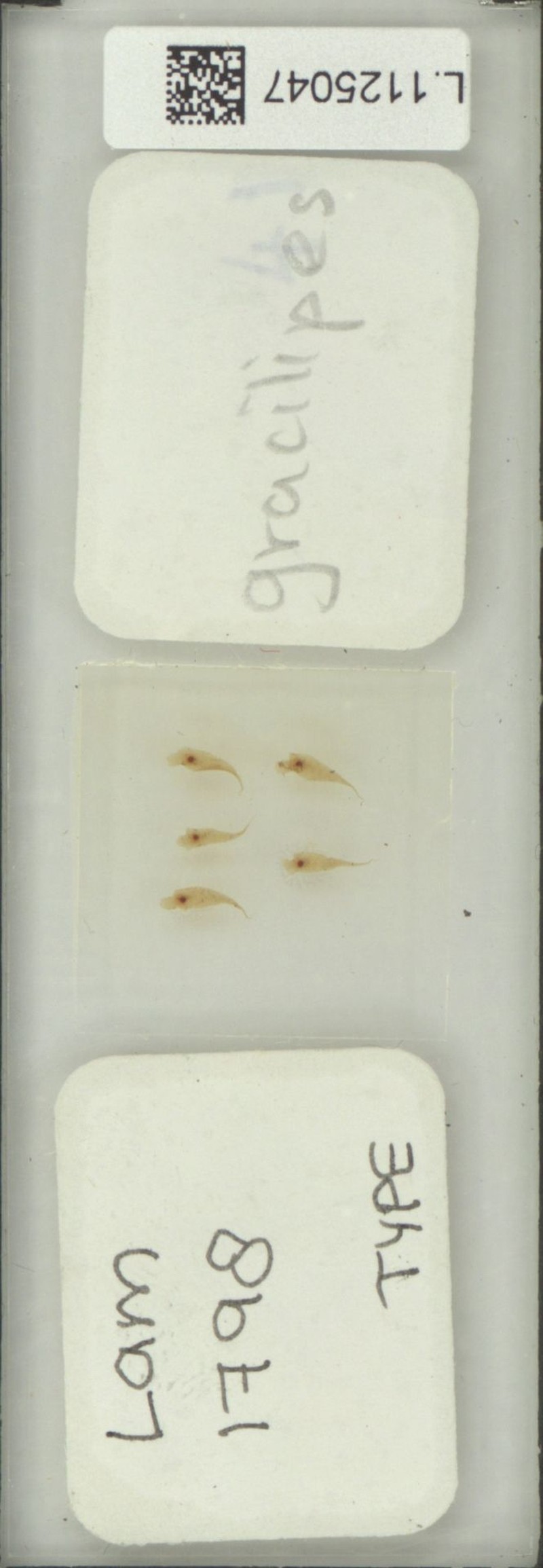 Selliguea gracilipes photo 4