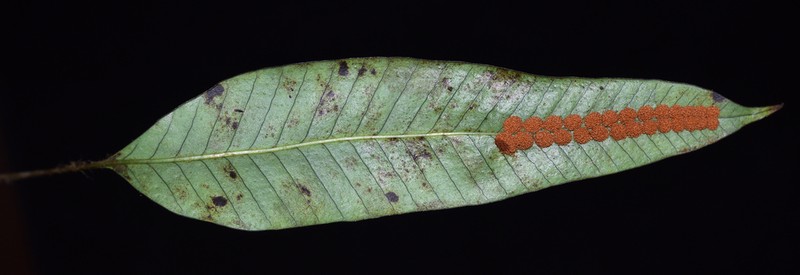 Selliguea griffithiana