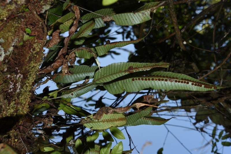 Selliguea griffithiana photo 2