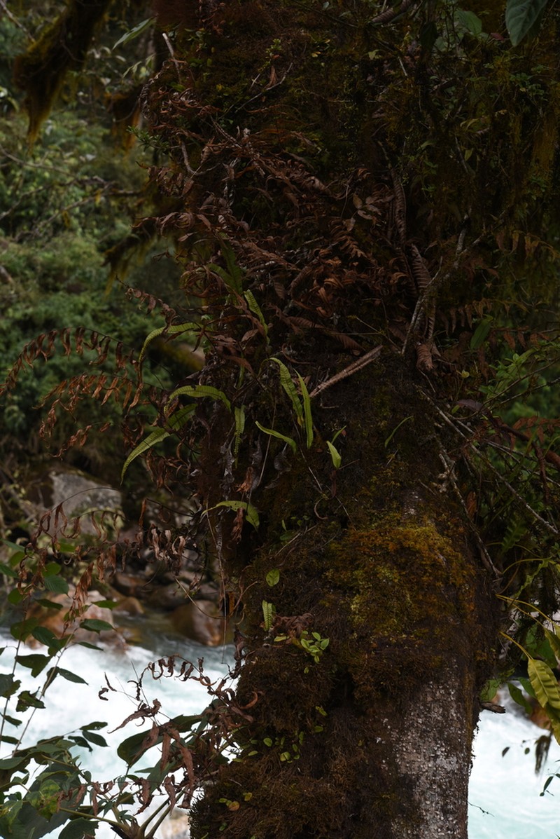 Selliguea griffithiana photo 3