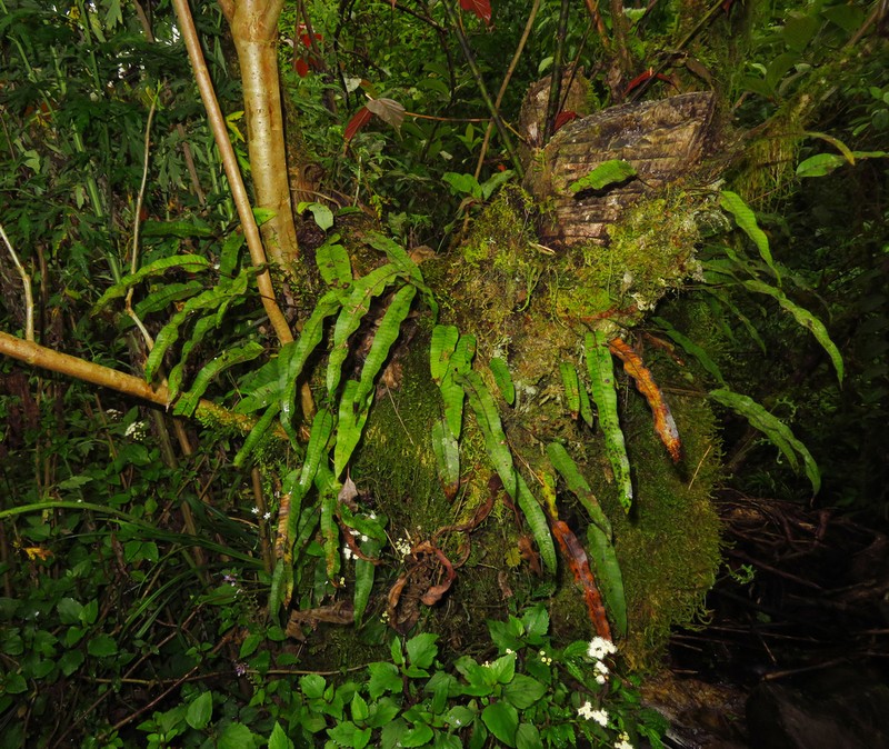 Selliguea griffithiana photo 4