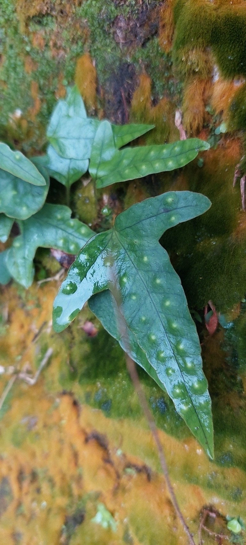 Selliguea hastata photo 2