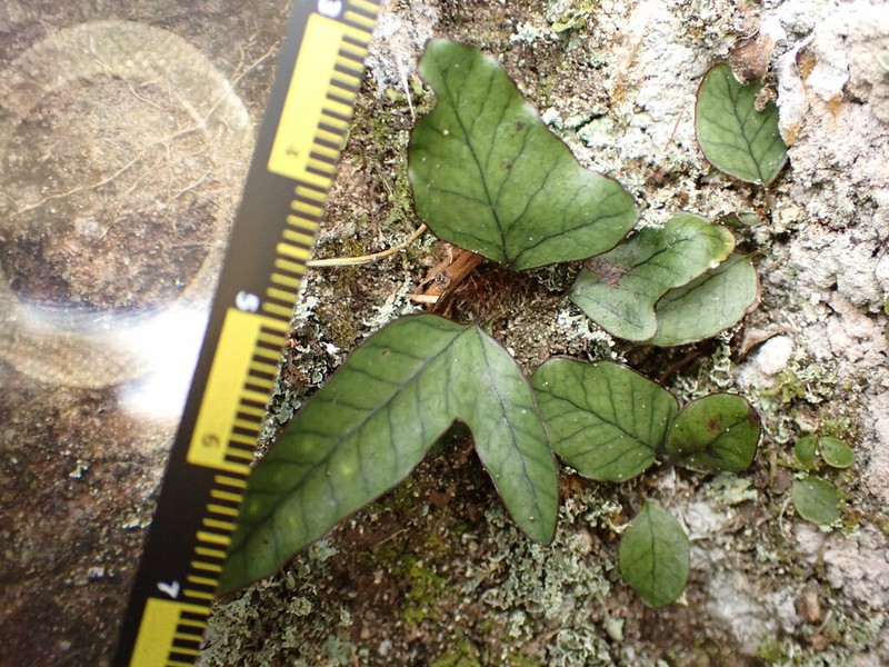 Selliguea hastata photo 5