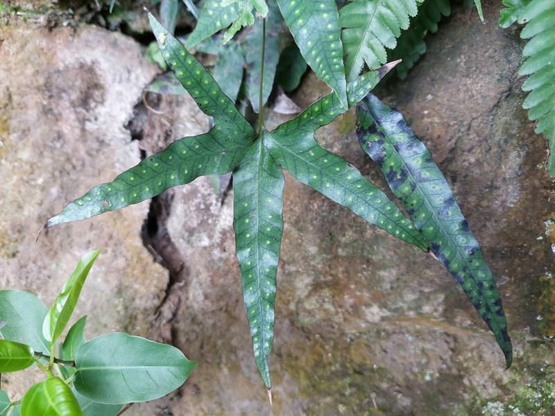 Selliguea hastata photo 6