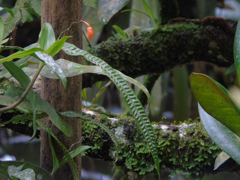 Selliguea heterocarpa
