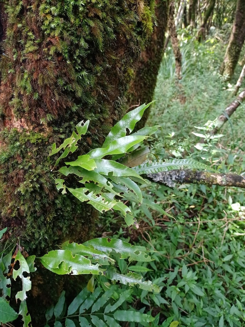 Selliguea heterocarpa photo 3