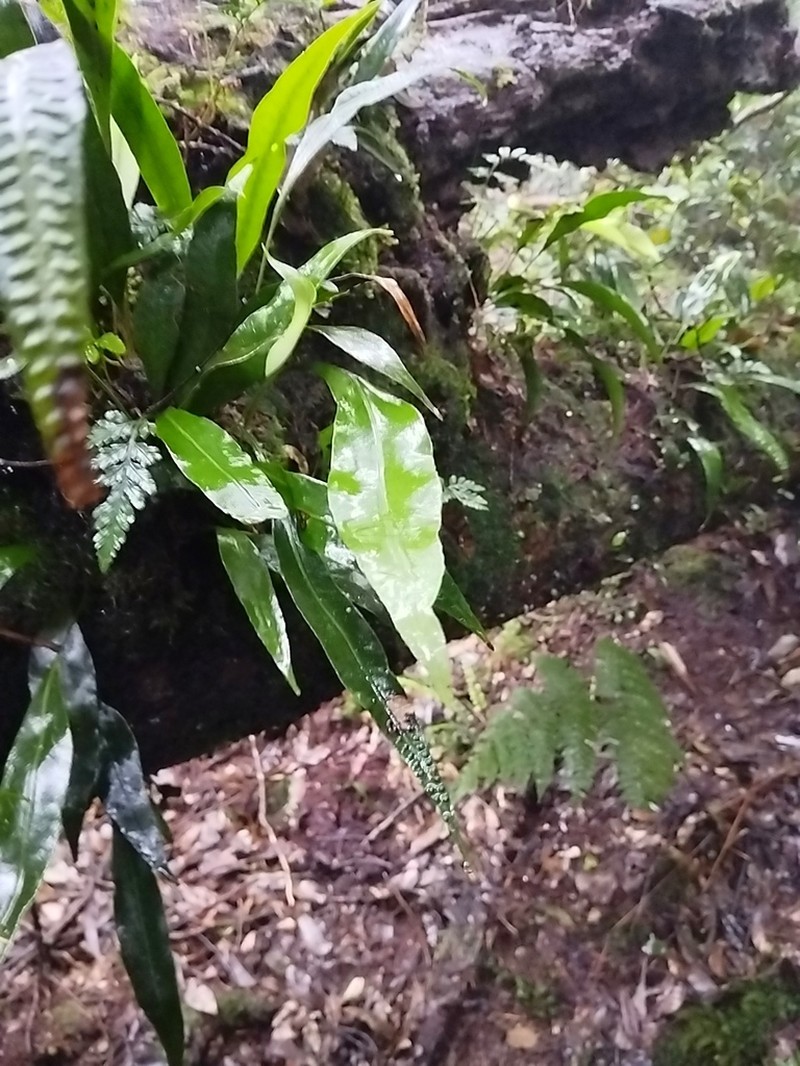 Selliguea heterocarpa photo 5