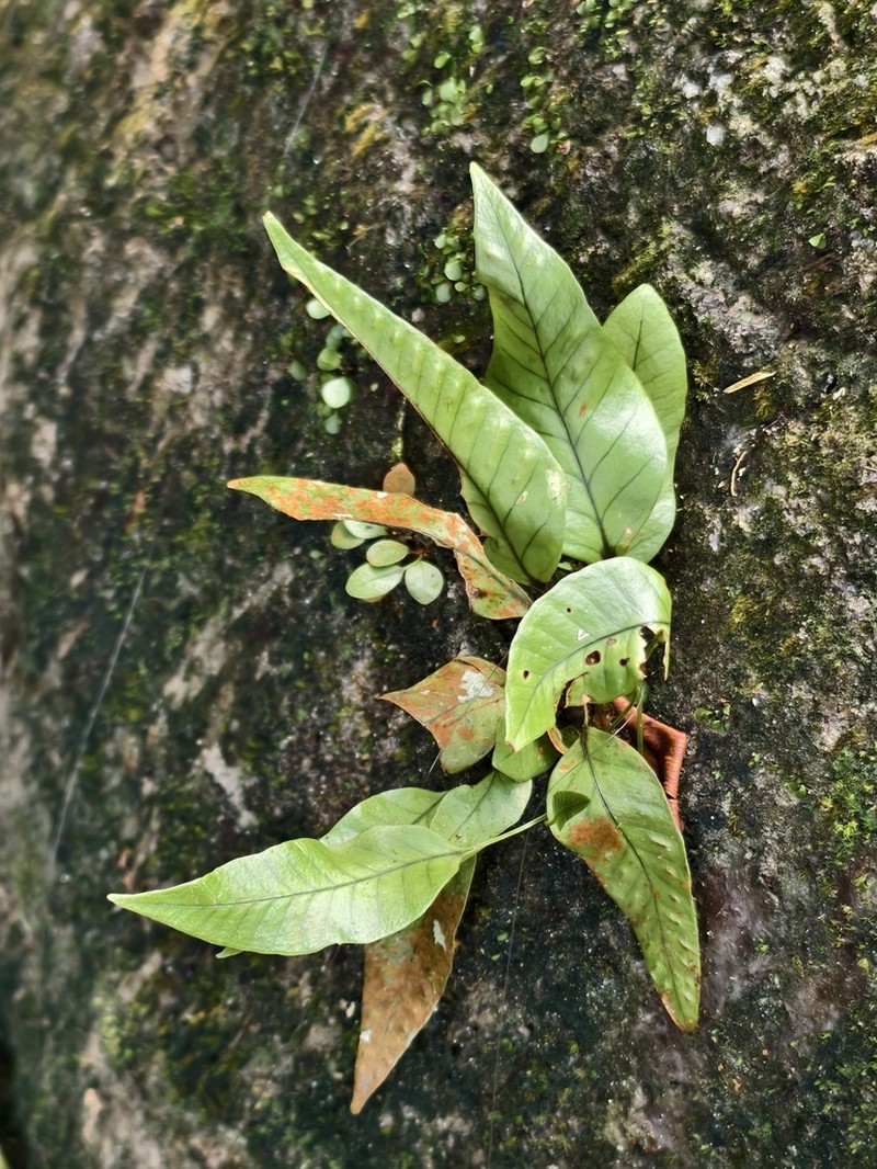 Selliguea heterocarpa photo 6
