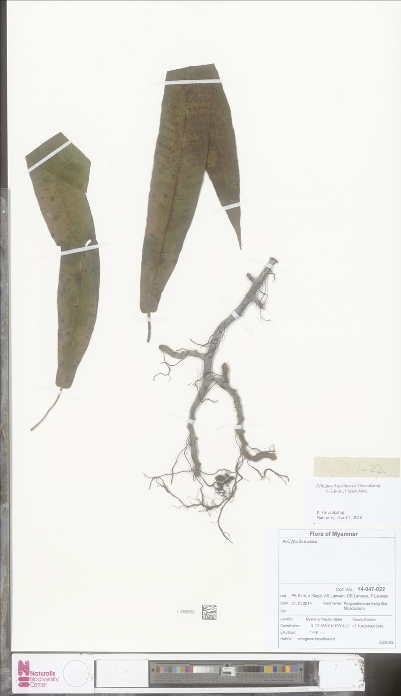 Selliguea kachinensis