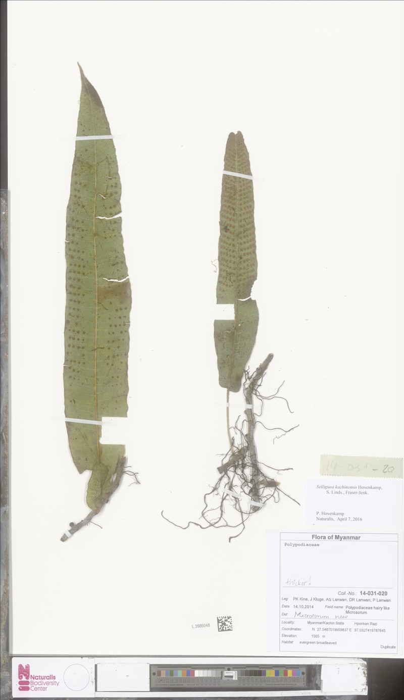 Selliguea kachinensis photo 2