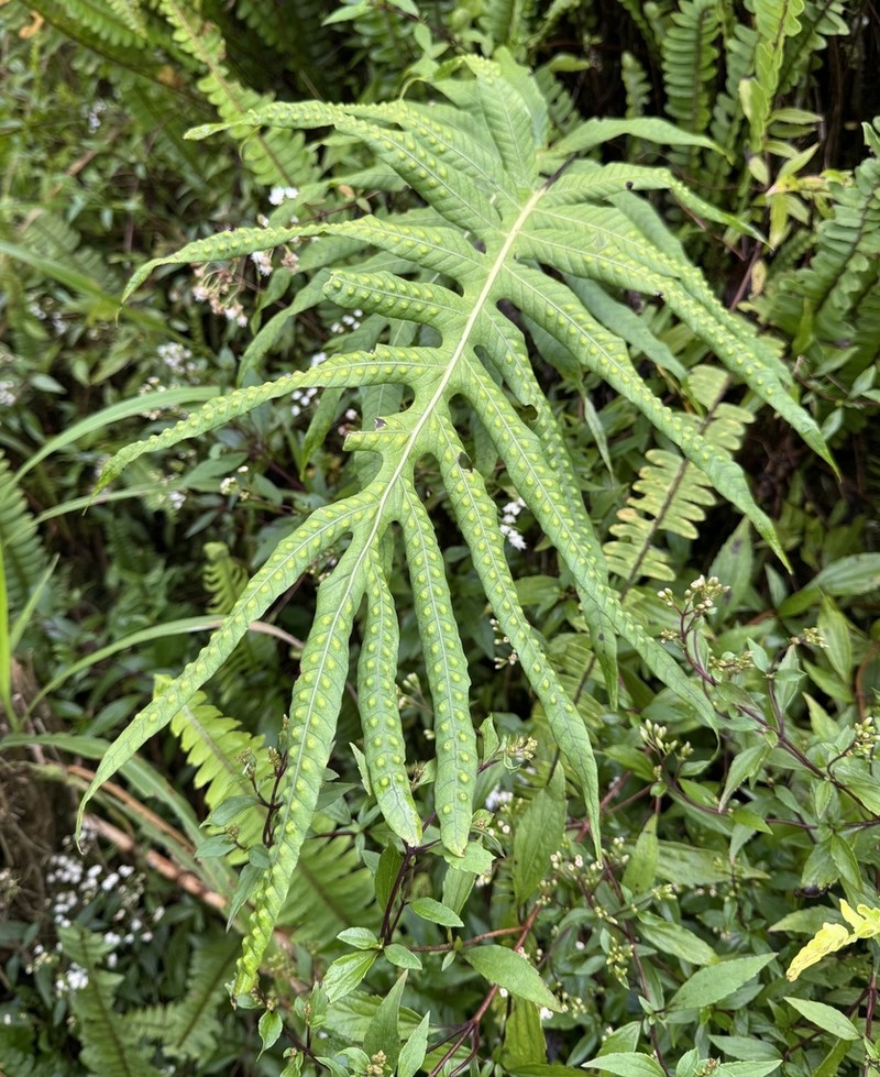 Selliguea laciniata