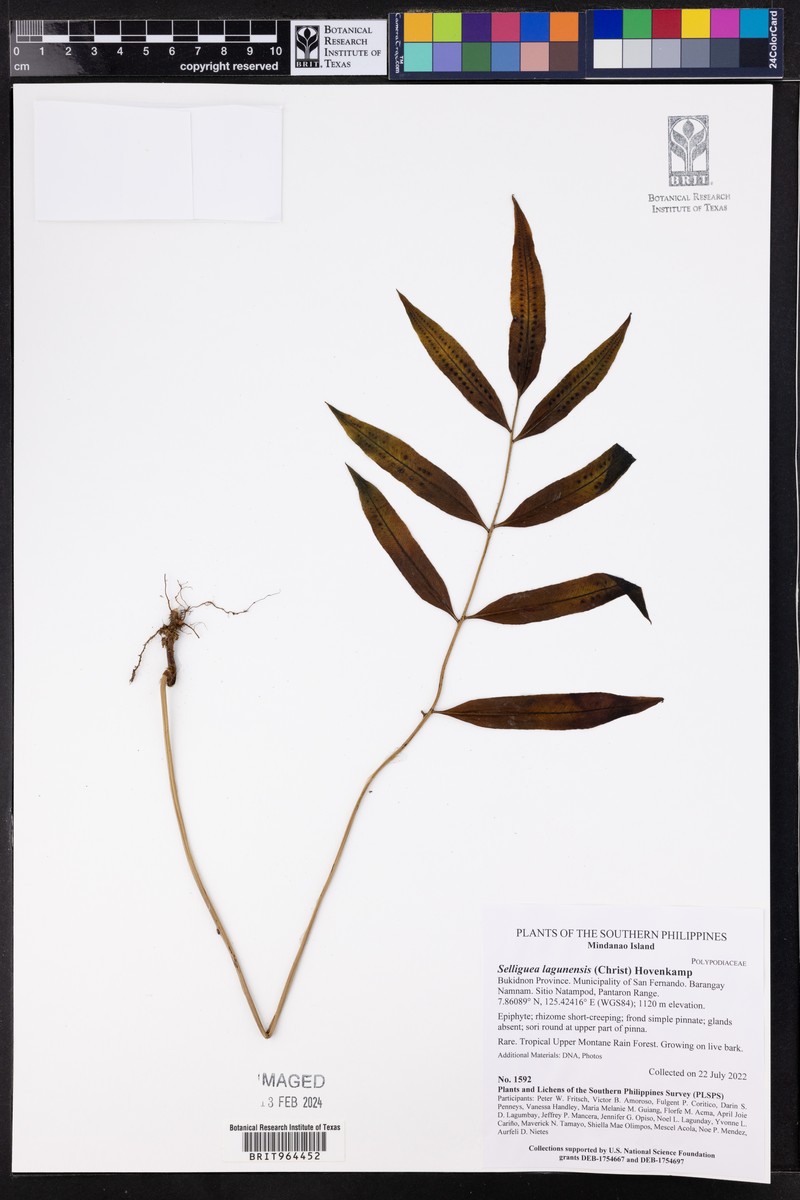 Selliguea lagunensis