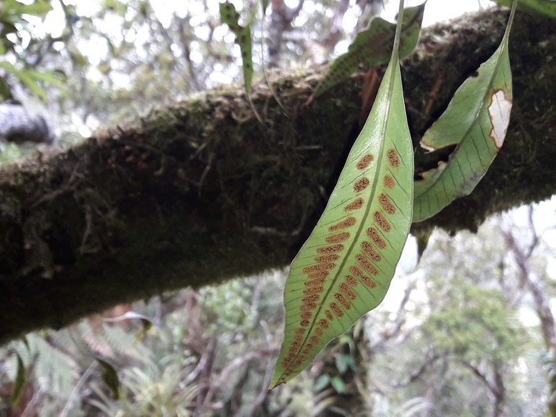 Selliguea lanceola