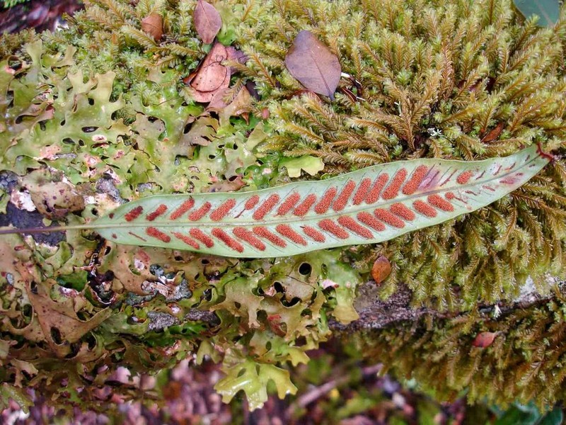 Selliguea lanceola photo 2