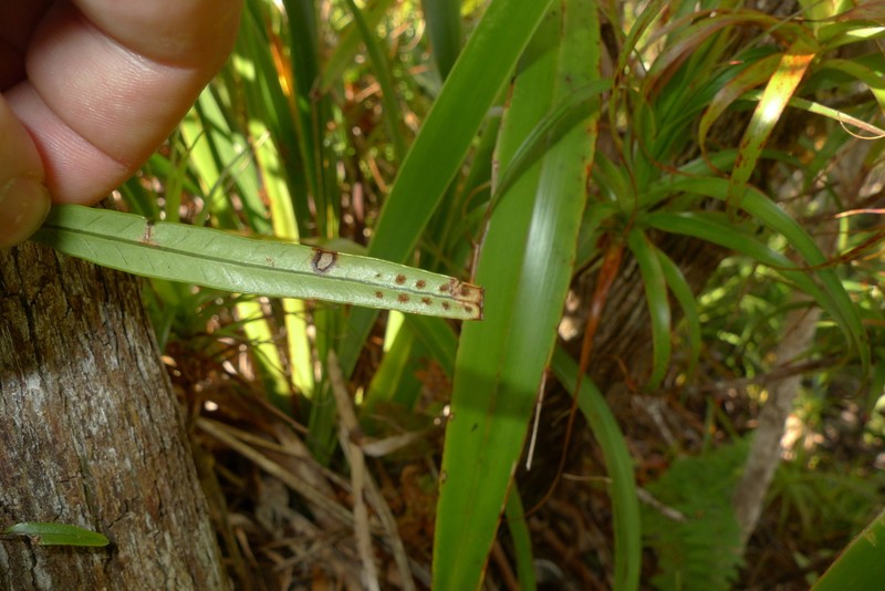 Selliguea lanceola photo 3