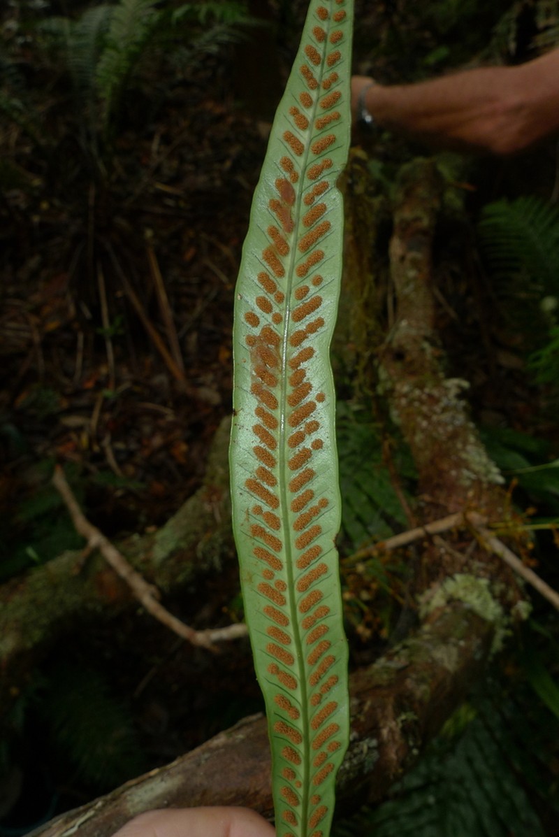 Selliguea lanceola photo 4
