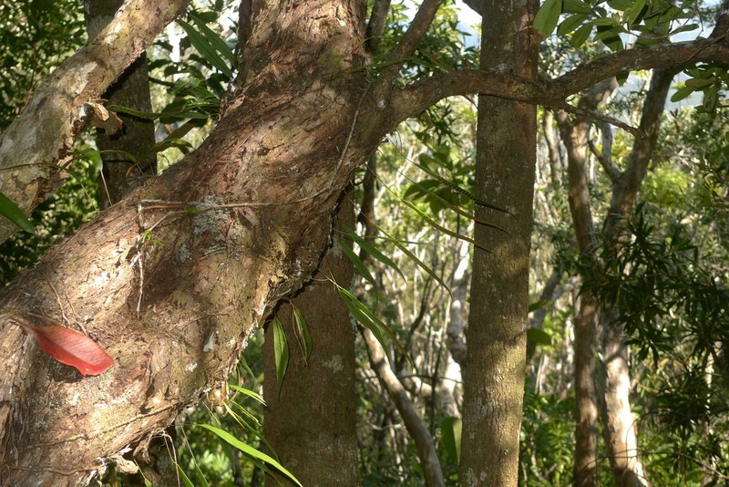 Selliguea lanceola photo 5